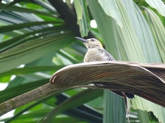Melanerpes hoffmannii