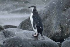 Pygoscelis antarcticus