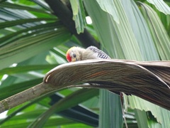 Melanerpes hoffmannii