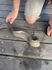 Gymnothorax pseudothyrsoideus