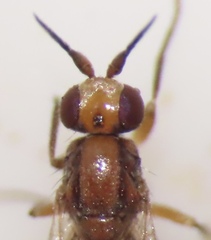 Ceratobarys eulophus