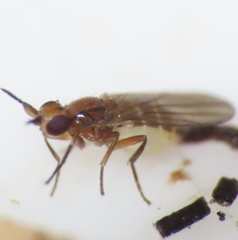 Ceratobarys eulophus