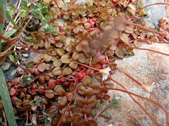 Epilobium brunnescens