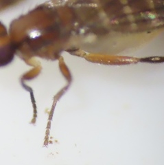 Ceratobarys eulophus