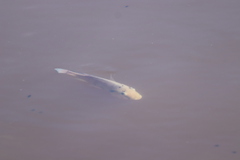 Sarotherodon melanotheron