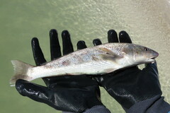 Menticirrhus americanus