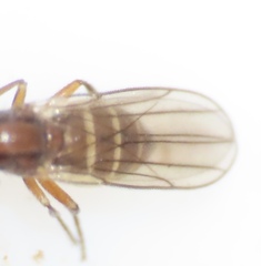 Ceratobarys eulophus