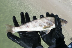 Menticirrhus americanus