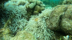 Amphiprion perideraion