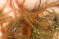 Ophiothrix