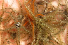 Ophiothrix