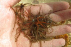 Ophiothrix