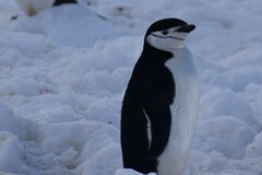 Pygoscelis antarcticus