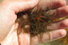 Ophiothrix