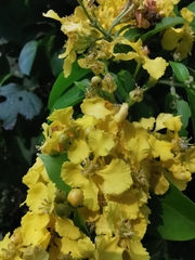 Callaeum macropterum