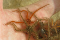 Ophiothrix