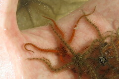 Ophiothrix