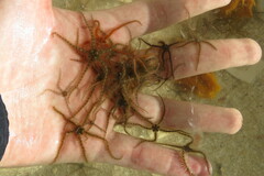 Ophiothrix