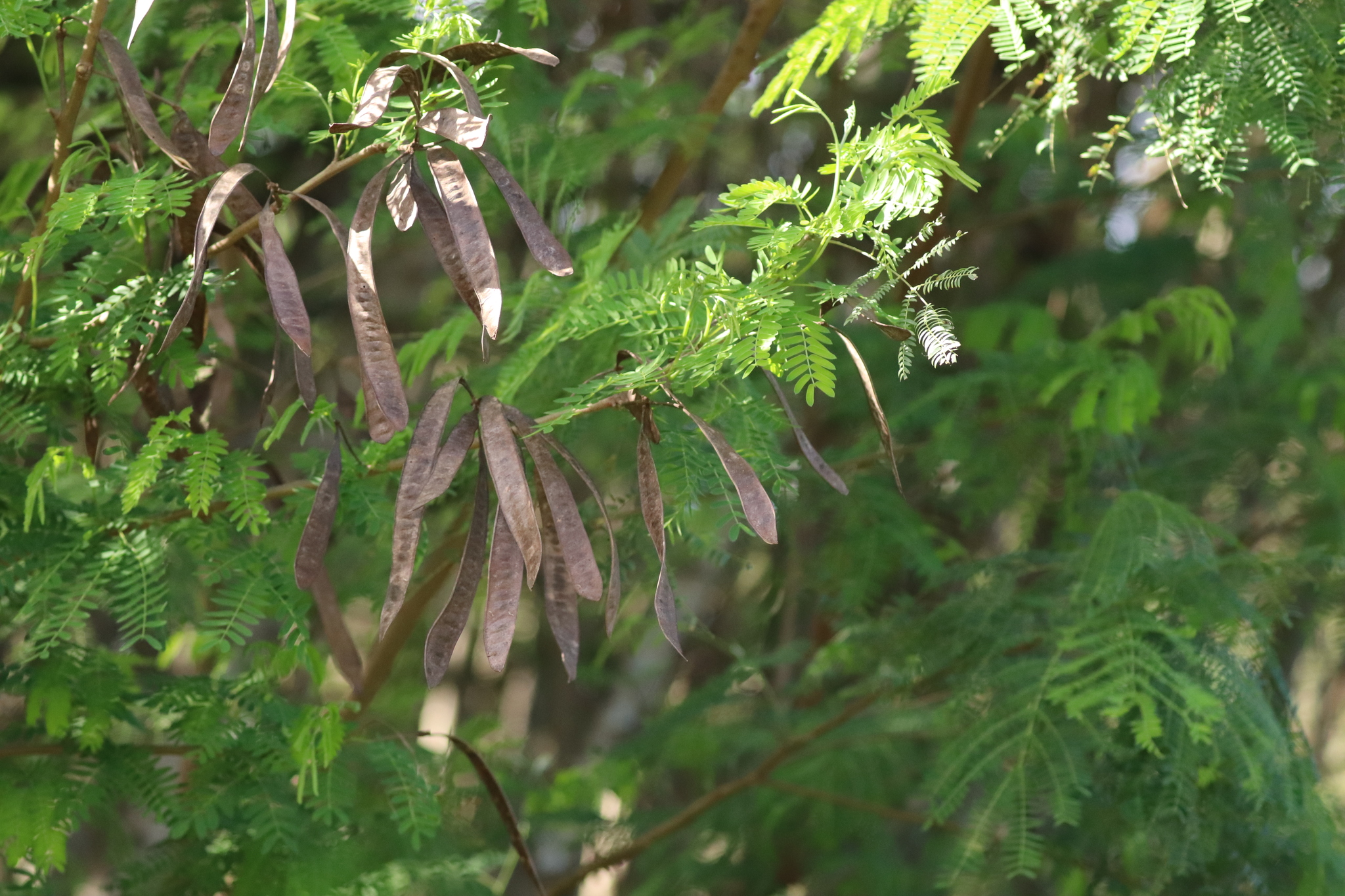 Leucaena leucocephala (Lam.) de Wit