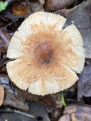 Lepiota spheniscispora
