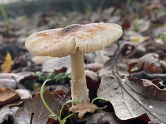Lepiota spheniscispora