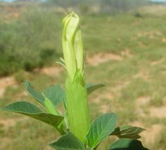 Datura leichhardtii