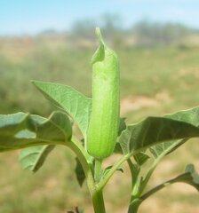 Datura leichhardtii