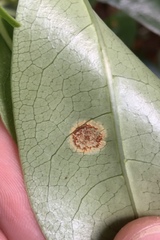 Puccinia coprosmae