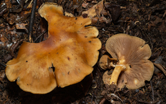Lyophyllaceae
