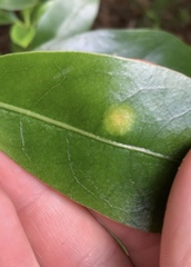Puccinia coprosmae