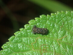 Octotoma scabripennis