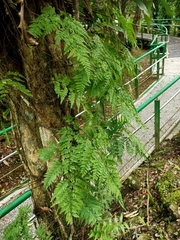Davallia trichomanoides