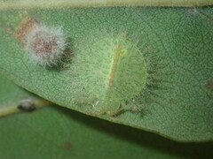 Myiodactylinae