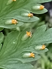 Davallia trichomanoides