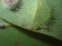 Myiodactylinae
