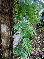 Davallia trichomanoides