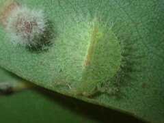 Myiodactylinae