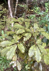 Pseudopanax discolor