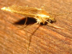 Chaoboridae