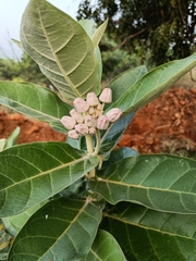 Calotropis gigantea