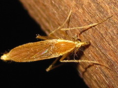 Chaoboridae