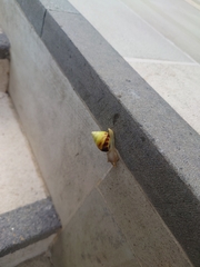 Amphidromus perversus