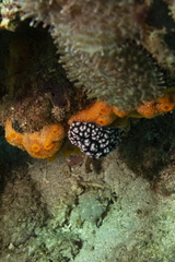 Phyllidiella