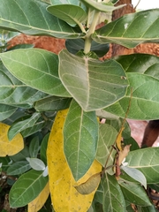 Calotropis gigantea