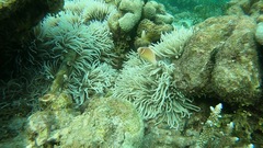 Amphiprion perideraion