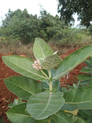 Calotropis gigantea