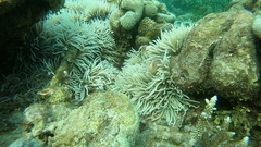 Amphiprion perideraion