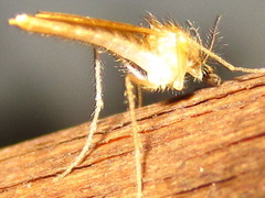 Chaoboridae