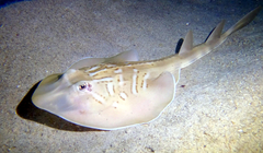 Trygonorrhina dumerilii