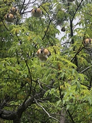 Cochlospermum gillivraei